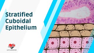 Stratified Cuboidal Epithelium [upl. by Grodin]