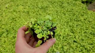 STRING of TURTLES  How to Care for Peperomia prostrata  MCG in the Greenhouse [upl. by Wiburg]