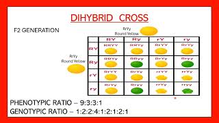 Dihybrid cross easy  Phenotypic and genotypic ratio of dihybrid cross  Heredity and evolution [upl. by Airehc]