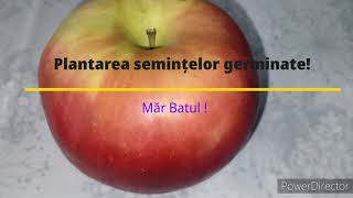 Germinarea și plantarea semințelor de măr 🍎🍎🍎 [upl. by Bratton]