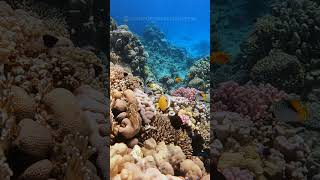 Red Sea coral reef 🪸 diving coralreef redsea saudiarabia redseaproject underwater diving [upl. by Ebby]