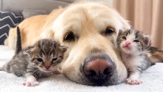 How the Golden Retriever and New Tiny Kittens Became Best Friends Cutest Compilation [upl. by Kryska]