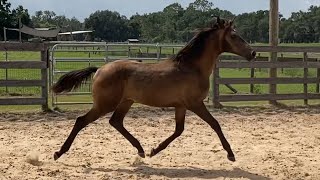 Solique ESH  2024 Hanoverian Filly  SternlichtFlorianus II [upl. by Server]