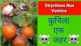 Strychnos nux vomica Poisoning  कुचिला [upl. by Refeinnej]