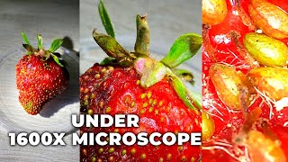 Strawberries under the microscope  microbes under the microscope [upl. by Naihtniroc29]