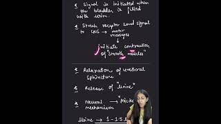 MICTURITION REFLEX excretorysystem biology ncert class11 [upl. by Shelba]