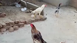 Dekho doston murgiyon Ke piche Murga lag jata hai subah subahcityinpakistan viralvideo chicken [upl. by Eidok]