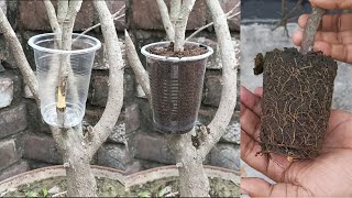 Easy Way To Air Layering Bougainvillea Flower Plant [upl. by Anita]