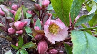 Hellebore Pink Frost  Prepare For Spring Blooms February 19 [upl. by Eivla]