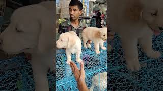 galif Street pet market today dog price update galif taladogs [upl. by Canice547]