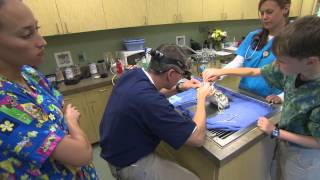 Chinchilla Dental Exam  Exotic Pet Vet Webisode [upl. by Limann]