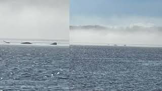 Photograph shows MONSTER emerging from the Hudson River [upl. by Elazaro]