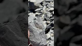 Rare trilobite fossil over 500000000 years old found in Utah 🥳🇺🇸 [upl. by Enela]