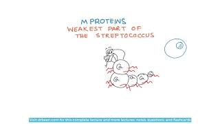 Streptococcus Pyogenes M Proteins [upl. by Ariaic]