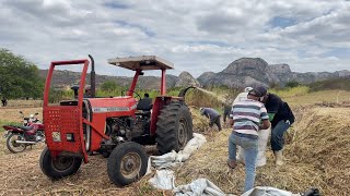 Dois tratores Massey Ferguson brutos trabalhando na silagem de capim na pedra da boca [upl. by Kevyn192]