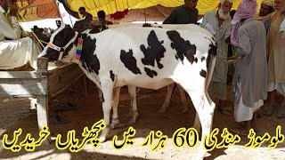 Heifers For Sale in Malumor Mandi Jhang 2024 [upl. by Trudie]