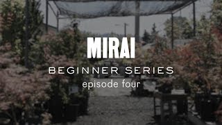 Bonsai Beginner Series  Finding the Front Conifers [upl. by Anissej384]