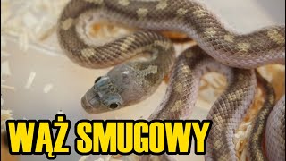 Wąż quotsmugowyquot Pantherophis obsoletus  alternatywa dla węża zbożowego [upl. by Jennica115]