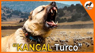 quotEl Kangalquot Datos asombrosos sobre el guardián gigante de Turquía kangal [upl. by Couture]