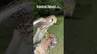 Kastrel falcon kasa hota ha how to kastrel falcon 🦅 falconery falcon falconfriday [upl. by Osbourn]