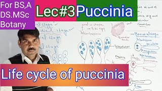 Life cycle of puccinia [upl. by Niac856]