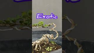 Creating an Exotic Style Bonsai Tree [upl. by Phaih]