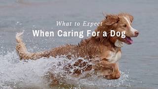 BC SPCA What to expect when caring for a dog [upl. by Iretak]