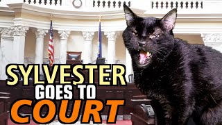 Talking Kitty Cat 69  Sylvester Goes To Court [upl. by Eldoria43]