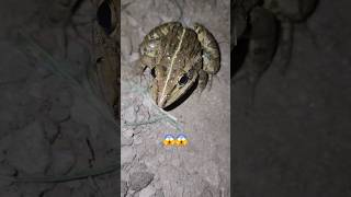 frog attacked on mananimals youtubeshorts phonk remix [upl. by Serrano932]