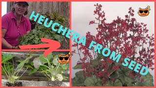 How to Grow Heuchera Coral Ruby Bells from Seed Growing in the Grow Room [upl. by Naloc]