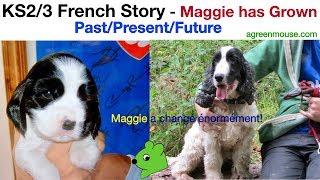 KS23 French Story Practice Past  Present Tenses  Maggie has grown [upl. by Yenahs]