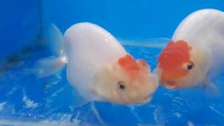 Raunchy cheeky Captivating red and white ranchu goldfish [upl. by Etessil836]