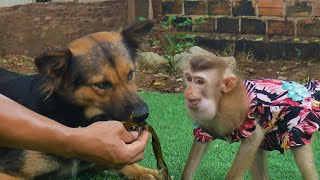 Feeding Monkey amp Dog with Sticky Rice  Pets Lover [upl. by Elianora]