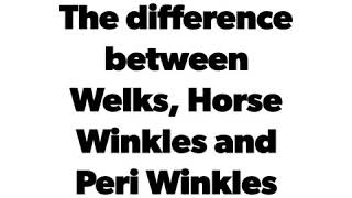 Difference between Welks Horse Winkles and Peri Winkles [upl. by Mylan]