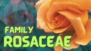 Rosaceae  Plant Types Characteristics Fruits Economic Importance Facts Rose Family [upl. by Cormier]