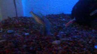 pictus catfish fight [upl. by Sollows831]