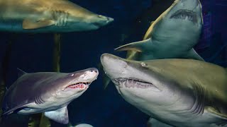 quotExplore The World Of Sharks  Interesting Facts About Ocean Predatorsquot [upl. by Elizabeth340]