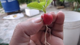 Cherry 🍒 propagation mahasin ayurbedic plants rooftops fruits Dragon fruits grafting [upl. by Suoivart]