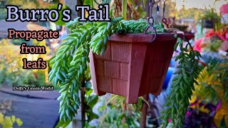 How to propagate Burros Tail Donkeys Tail Succulent from leafsEasiest way to grow Donkeys Tail [upl. by Karyn]