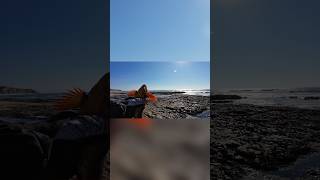 Fish off the rock hook on a kelp greenling undersized rockfishing catchandrelease [upl. by Weitman601]