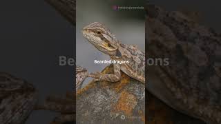 Bearded Dragons Famous Head Bobbing What It Means animaldocumentary facts animalinsights [upl. by Ahseena524]