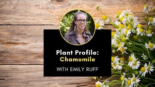 Plant Profile Chamomile with Emily [upl. by Enos787]