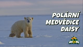 06 Polární medvědice Daisy – NATOONS Zvídavá mláďata [upl. by Igal709]