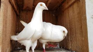 My Main Madrasi Pigeon Breeders [upl. by Ecurb]