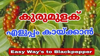 കുരുമുളക് എളുപ്പത്തിൽ കായ്ക്കാൻ  നടുന്ന രീതിയും പരിചരണവും  Pepper Cultivation  Farming Method [upl. by Nesyla]