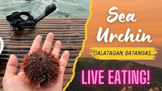 EATING LIVE SEA URCHIN IN THE MIDDLE OF SEA  SUKA LANG KATAPAT AT LASANG PENOY [upl. by Jarlathus930]