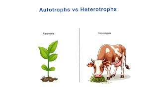 Autotrophs vs Heterotrophs  Differences  Class 10th NCERT  Science  Biology [upl. by Elita505]