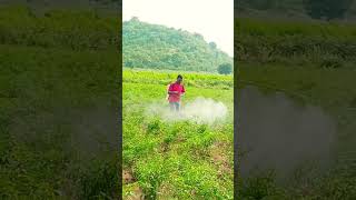 Mirchi Thota 2024🌲🌲🌲subscribe agriculture farming  viral video [upl. by Esinet]