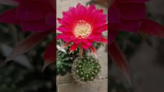 Lobivia lobiviacactus cactus gardening plants cacti flowers succulents nature garden [upl. by Inavoig]