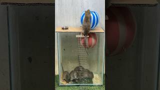 The worlds stupidest mouse trapgood rat trap plastic ball mousetrap rat rattrap [upl. by Ojyllek]